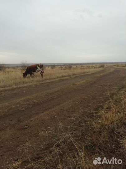 Корова стельная дойная телята бычек телочка
