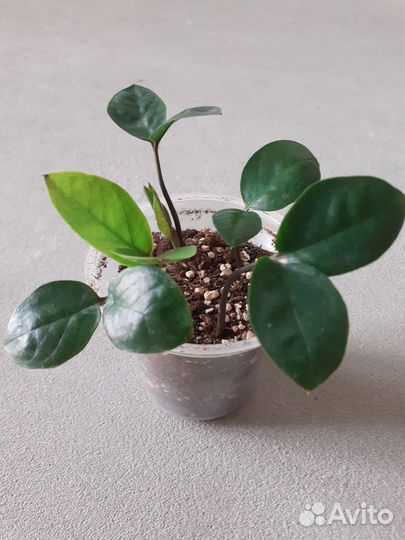 Замиокулькас