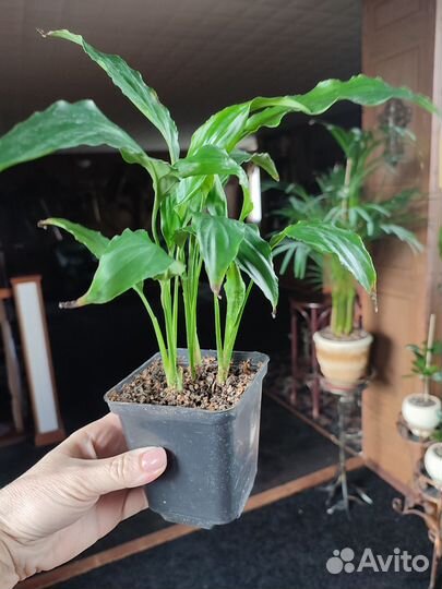 Спатифиллум