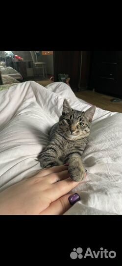 Кошки в добрые руки