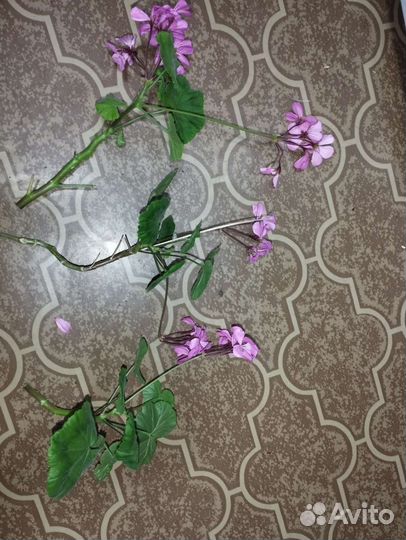 Рассадака клубника,герань