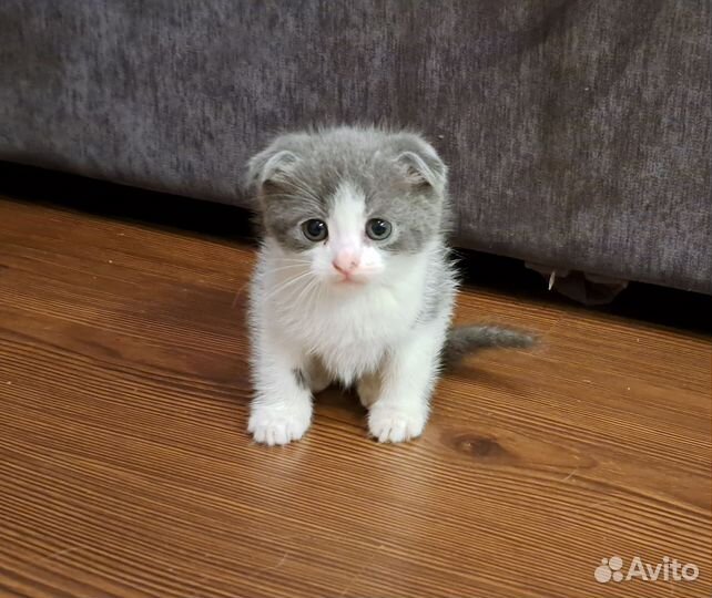 Британские котята