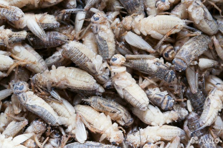 Сверчки для стрижей