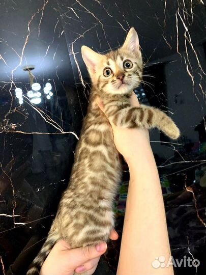 Снежные бенгальские красотки wcf