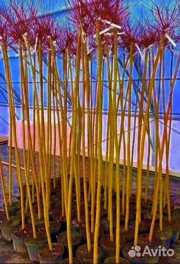 Лиственные на штамбе