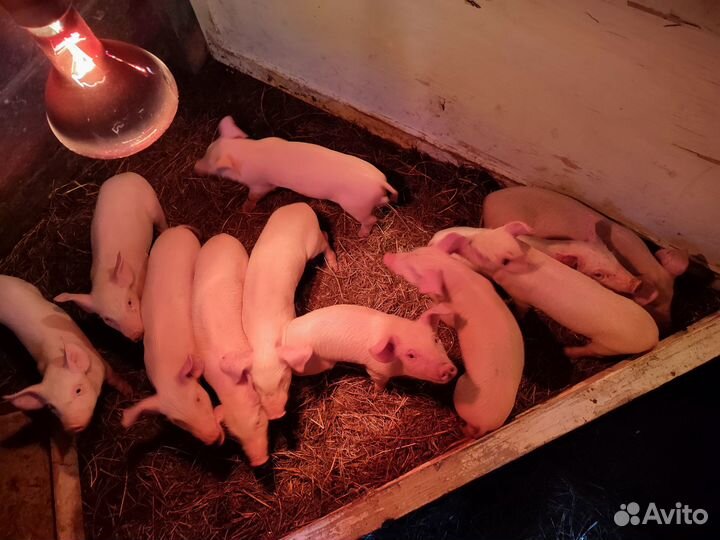 Поросята