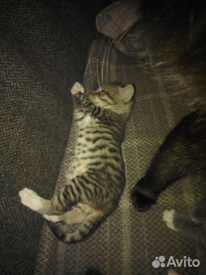 Домовые лапуськи(метис SavannahF6/чёрная британка)