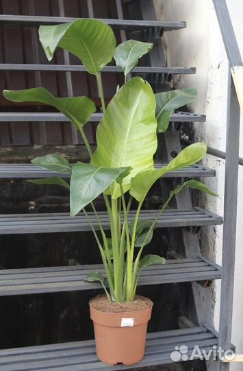 Стрелиция, Филодендрон Мамей, Калатея Варшевича