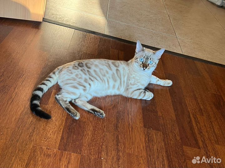 Бенгальский котенок линкс