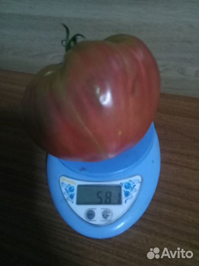 Редкие коллекционные экзотические сорта томатов