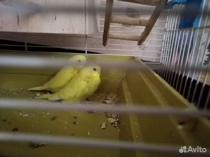 Классные птенцы волнистых попугаев