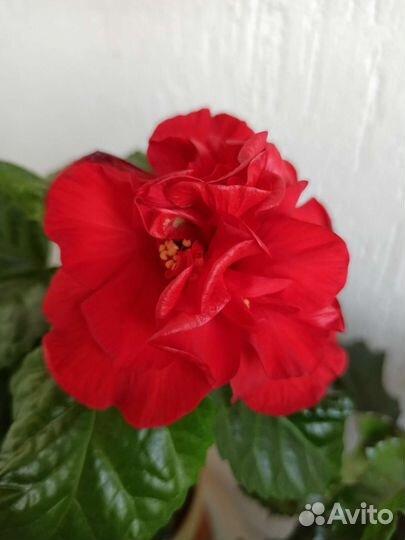 Гибискус комнатный (два вида)