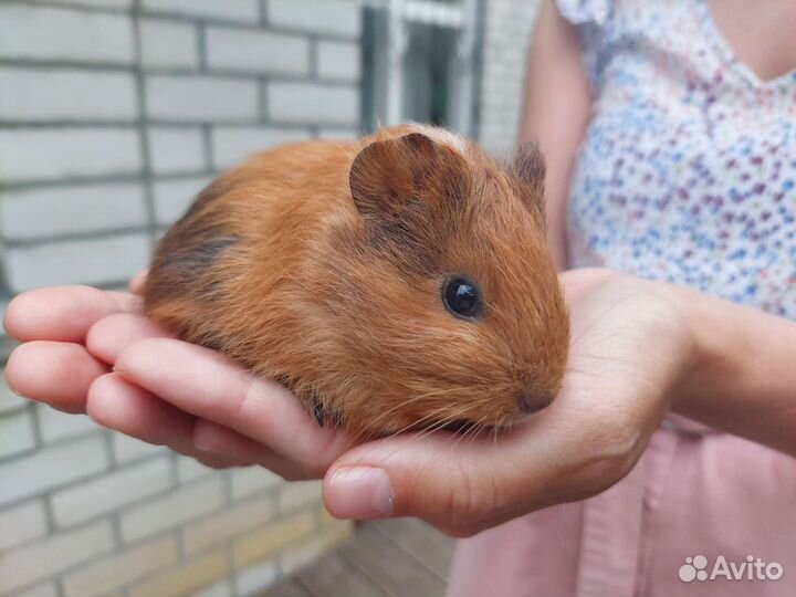 Морские свинки, малыши