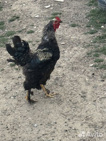 Петух брама