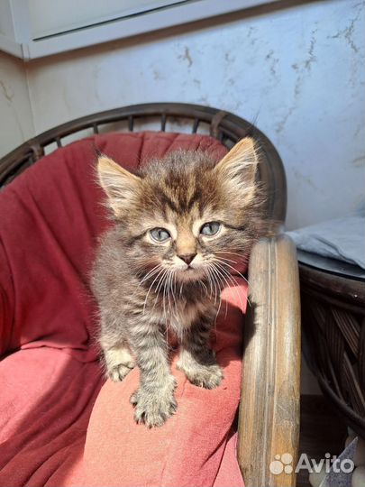 Котёнок ищет дом