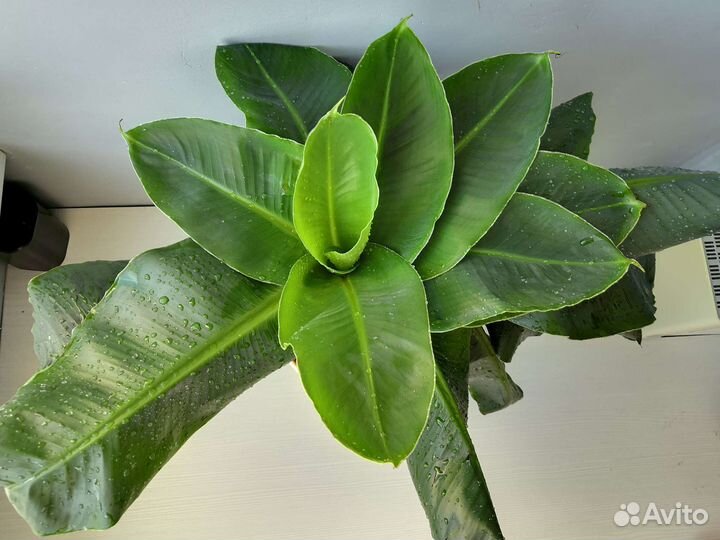 Банан, сансевиерия кирки braun