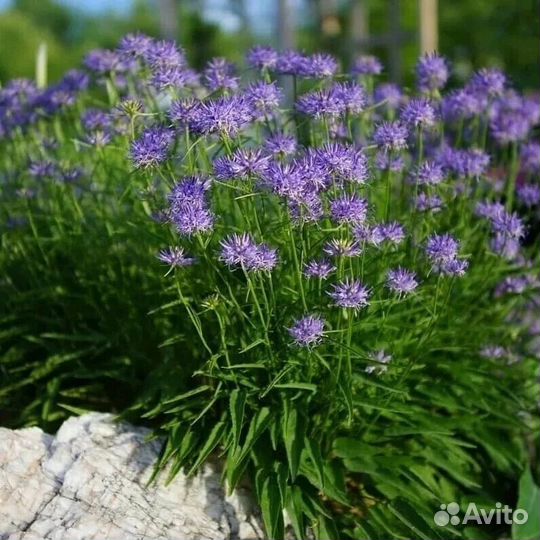 Многолетние растения для сада