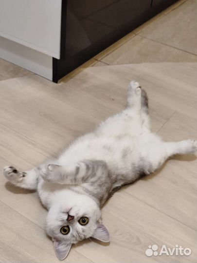 Кот для вязки