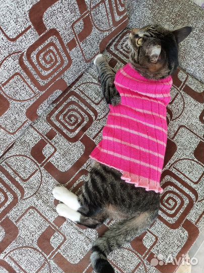 Одежда для кошек вязаная