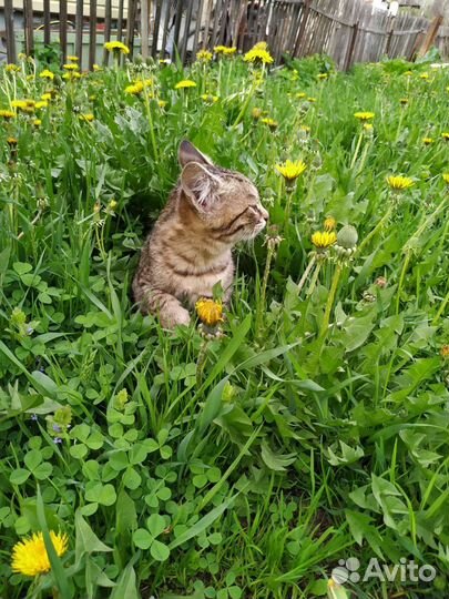 Отдам котят