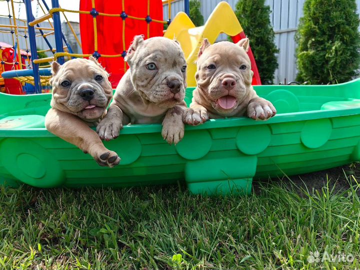 Американский булли Мерле девочка