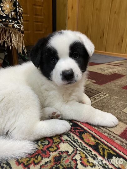 Отдам в добрые руки