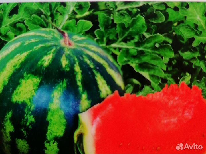 Семена арбуза и дыни