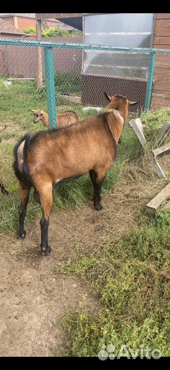 Чешские дойные козы, козел и козочки