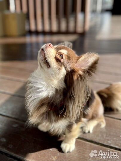 Вязка чихуахуа