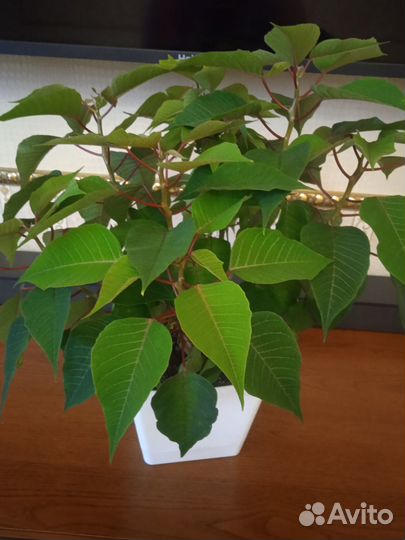 Пуансеттия (рождественская звезда)