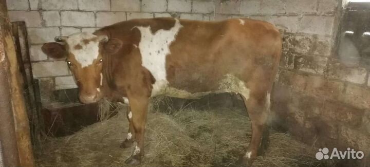 Корова дойная