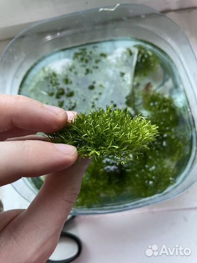 Риччия (Аквариумное растение)