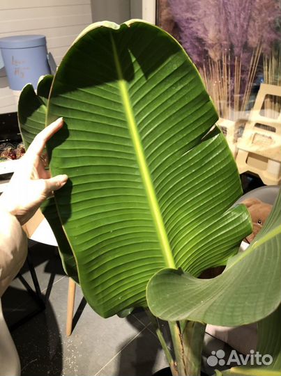 Стрелиция Николая Высота 130см под заказ