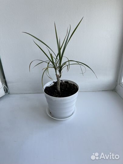 Пальма драцена