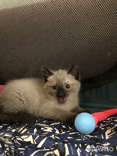 Котик в добрые руки