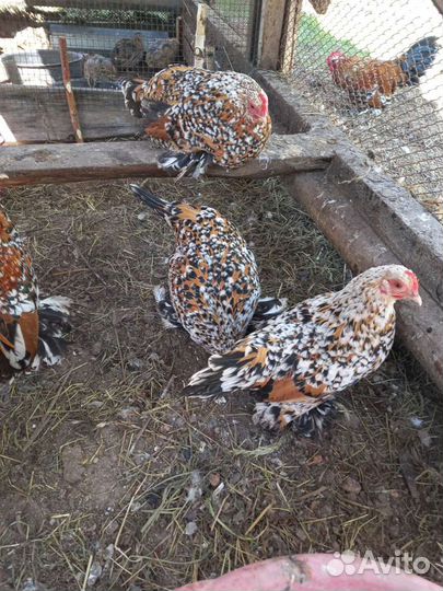 Декоративные курочки мильфлер