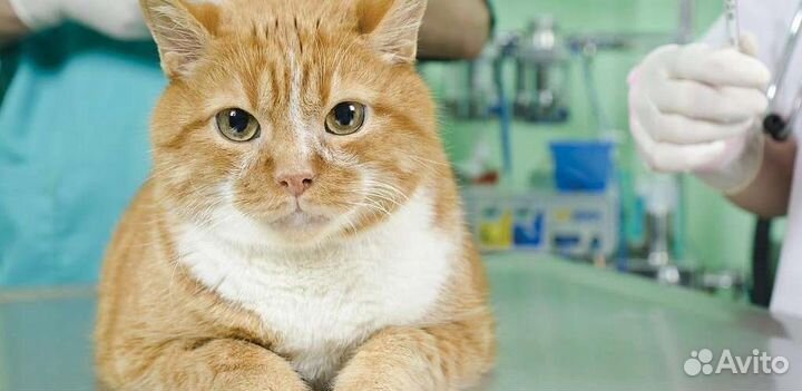 Ветеринарный врач, Кастрация и стерилизация кошек