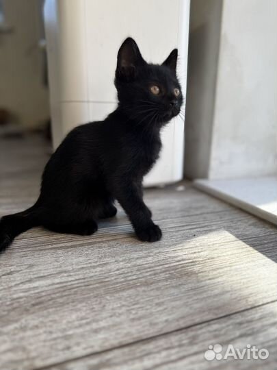 Котята