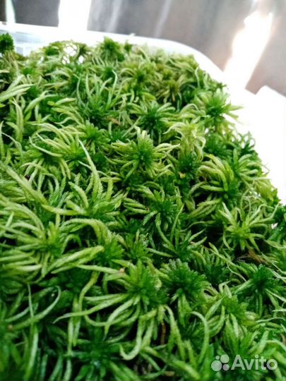 Мох Сфагнум растущий зелёный