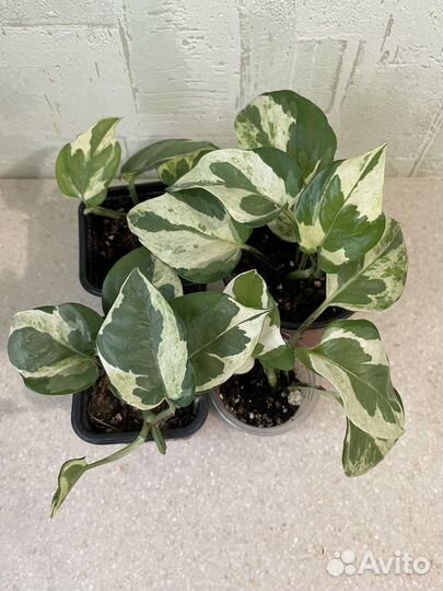 Сциндапсус