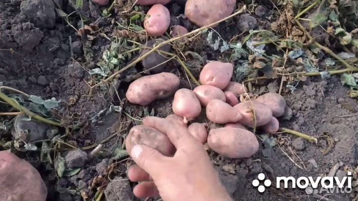 Семенной картофель 2023 г