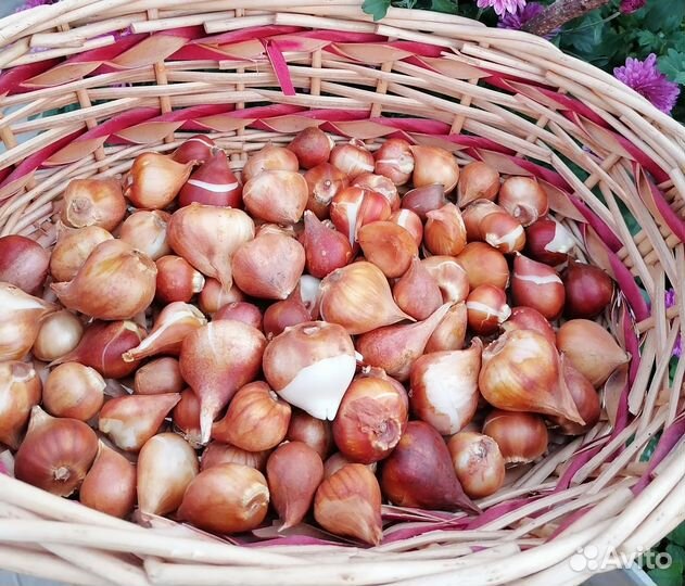 Луковицы тюльпанов