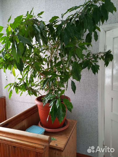 Манстера/гибискус