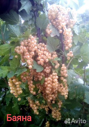 Саженцы смородины