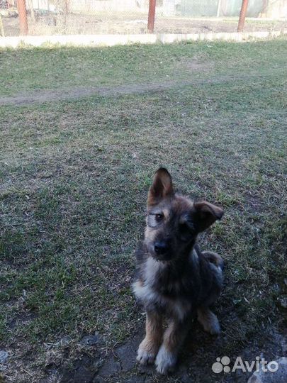 Щенки в добрые руки