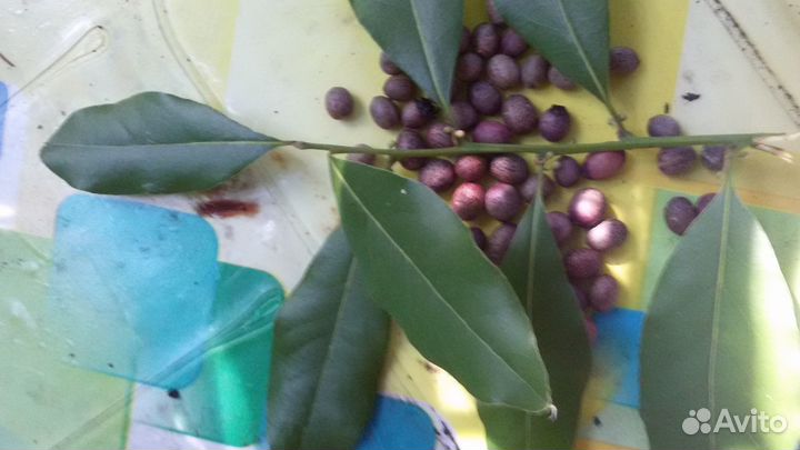 Семена лавровое дерево (лаврушка)