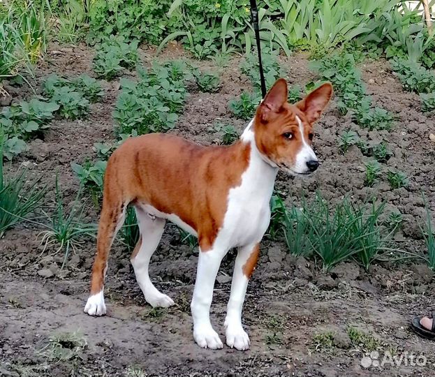 Басенджи щенки