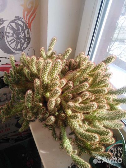 Кактусы, алоэ вера детки