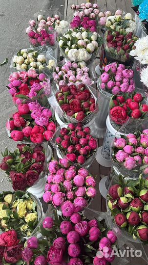 Пионы Сургут доставка