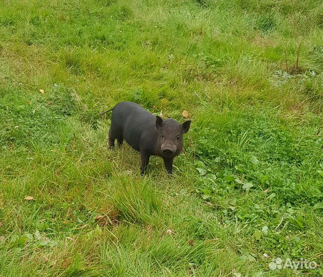 Поросята кармалы (вьетнамка + мангалица)